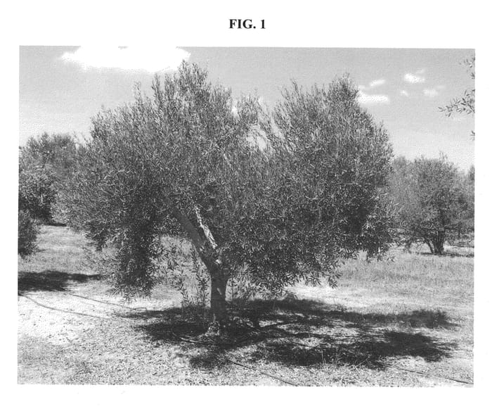 Figure 1 of US plant patent PP22320, the photograph of SEPOKA printed in the patent.