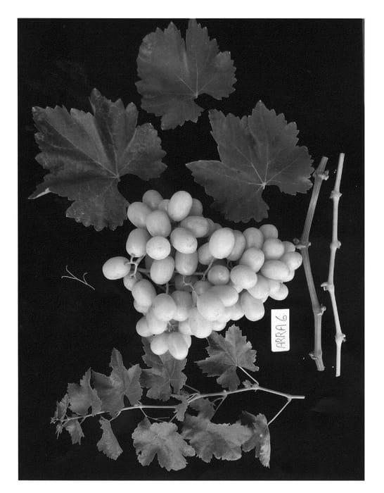 Figure 1 of US plant patent PP22321, the photograph of ARRASIX printed in the patent.