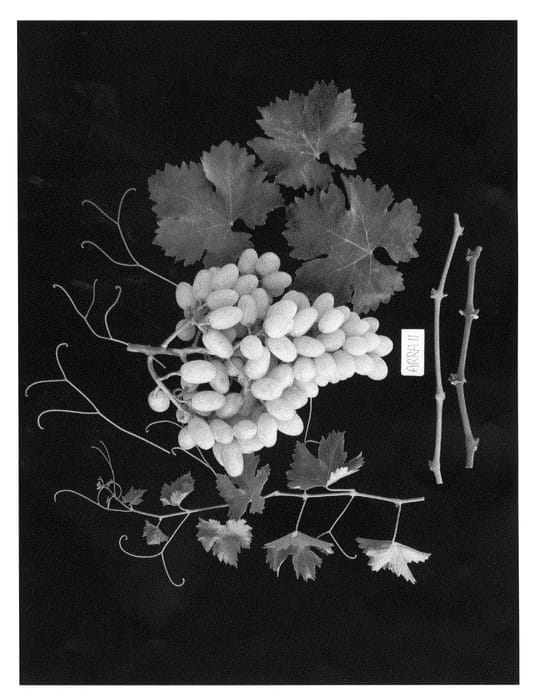 Figure 1 of US plant patent PP22322, the photograph of Arraeleven printed in the patent.