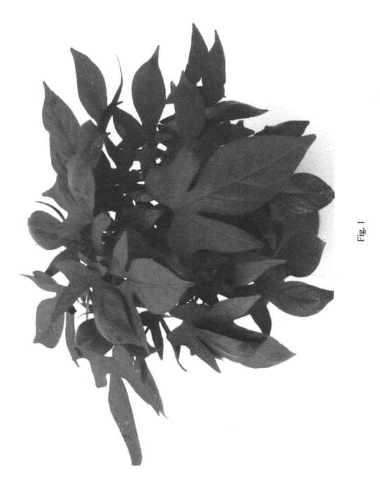 Figure 1 of US plant patent PP22323, the photograph of IPOSGDEEPUR printed in the patent.