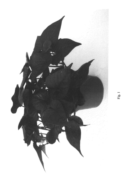 Figure 1 of US plant patent PP22324, the photograph of Iposghpur printed in the patent.