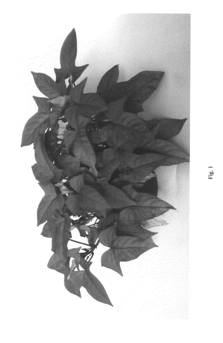 Figure 1 of US plant patent PP22325, the photograph of IPOSGBRO printed in the patent.