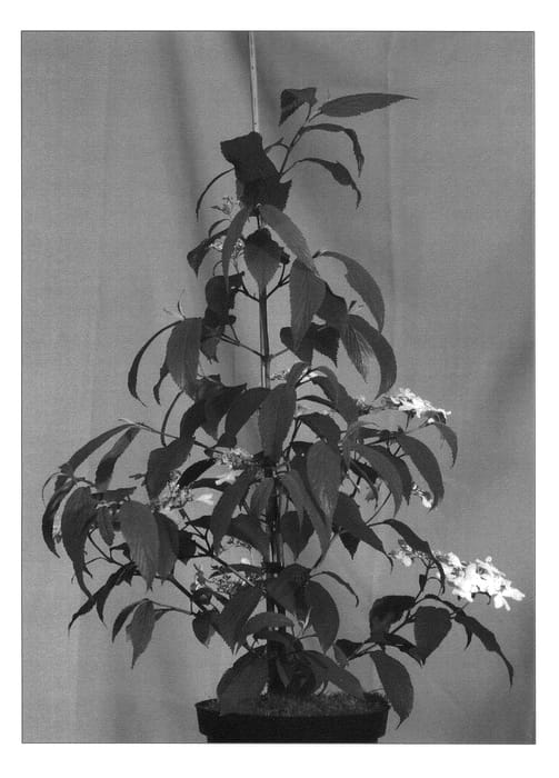 Figure 1 of US plant patent PP22326, the photograph of JWW1 printed in the patent.