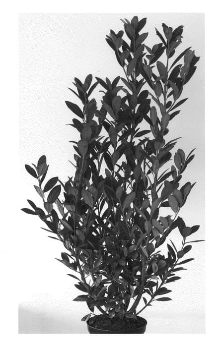 Figure 1 of US plant patent PP22327, the photograph of Greentorch printed in the patent.
