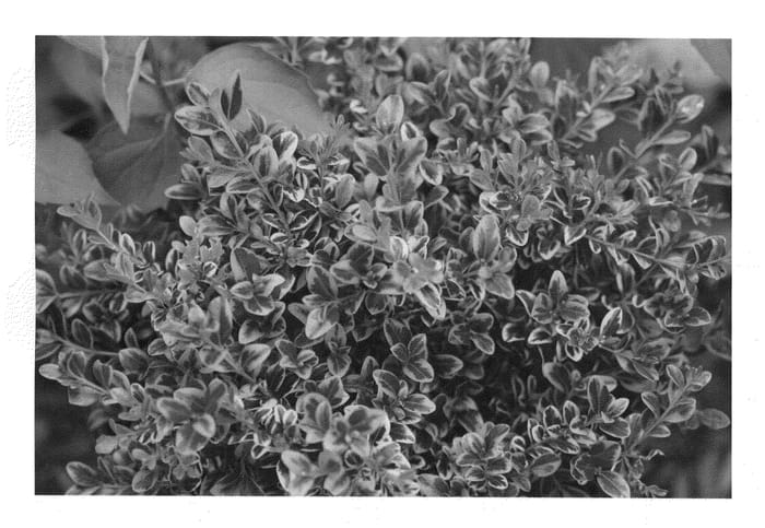 Figure 1 of US plant patent PP22328, the photograph of Eseles printed in the patent.
