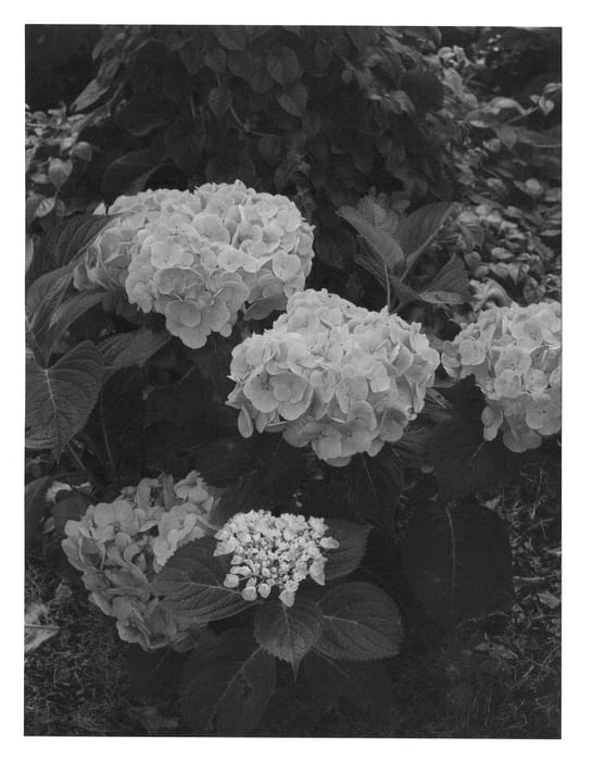 Figure 1 of US plant patent PP22329, the photograph of Berner printed in the patent.