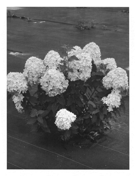 Figure 1 of US plant patent PP22330, the photograph of Jane printed in the patent.