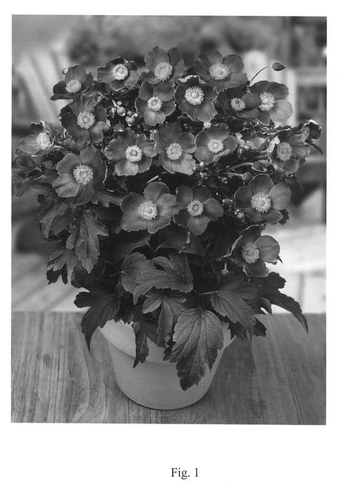 Figure 1 of US plant patent PP22331, the photograph of Pretty Lady Susan printed in the patent.