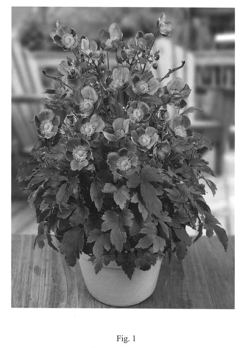 Figure 1 of US plant patent PP22332, the photograph of Pretty Lady Diana printed in the patent.