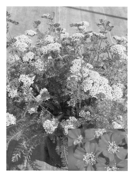 Figure 1 of US plant patent PP22333, the photograph of Desred printed in the patent.