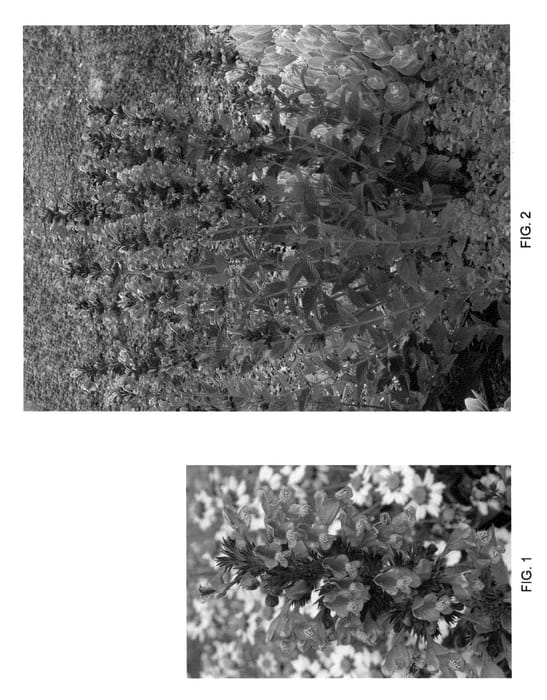 Figure 1 of US plant patent PP22334, the photograph of Blue Dragon printed in the patent.