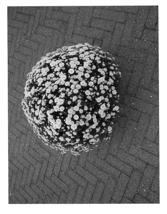 Figure 1 of US plant patent PP22335, the photograph of Yellow Passadena Jogger printed in the patent.