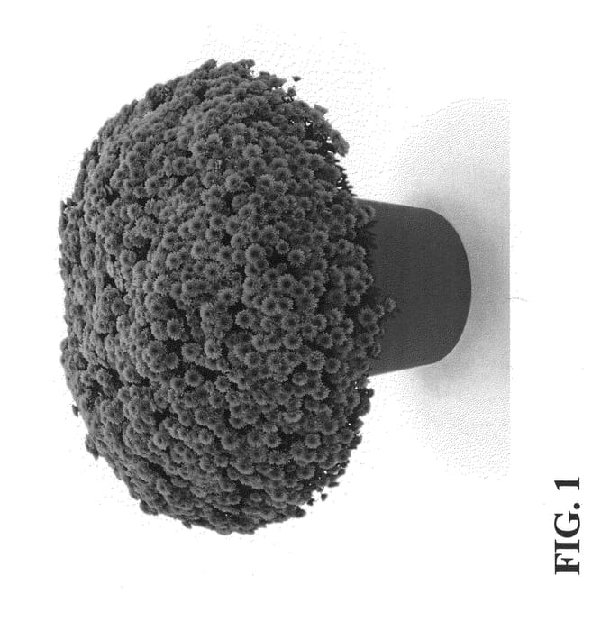 Figure 1 of US plant patent PP22336, the photograph of Chrysanthemum plant named Zanmufay printed in the patent.