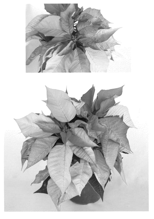 Figure 1 of US plant patent PP22337, the photograph of PER3809A printed in the patent.
