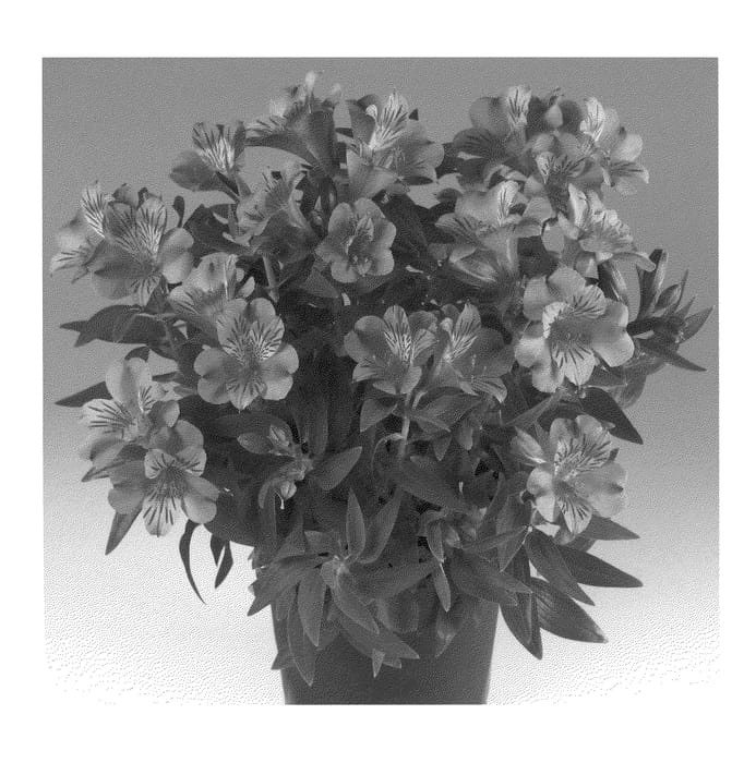 Figure 1 of US plant patent PP22338, the photograph of Zaprielia printed in the patent.