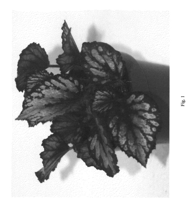 Figure 1 of US plant patent PP22339, the photograph of Salsa printed in the patent.