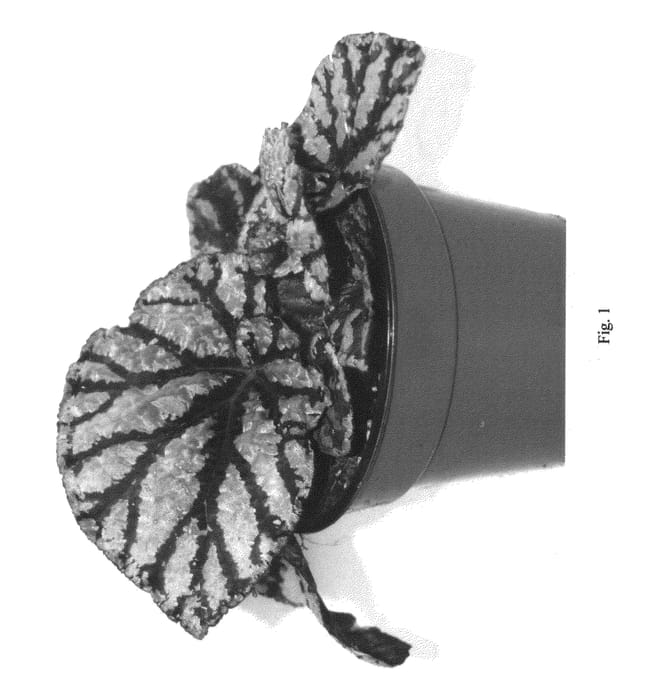 Figure 1 of US plant patent PP22340, the photograph of Fedor printed in the patent.
