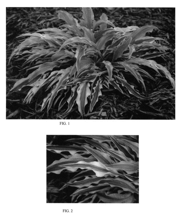 Figure 1 of US plant patent PP22342, the photograph of Alakazaam printed in the patent.