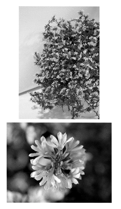 Figure 1 of US plant patent PP22344, the photograph of Wesscaesun printed in the patent.