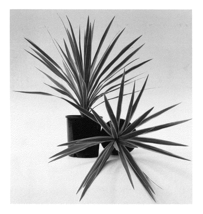 Figure 1 of US plant patent PP22345, the photograph of Spricorhapso printed in the patent.