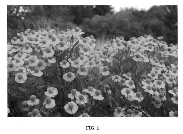Figure 1 of US plant patent PP22346, the photograph of Tijuana Brass printed in the patent.