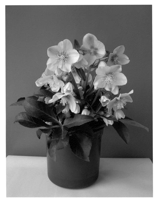Figure 1 of US plant patent PP22347, the photograph of COSEH 820 printed in the patent.