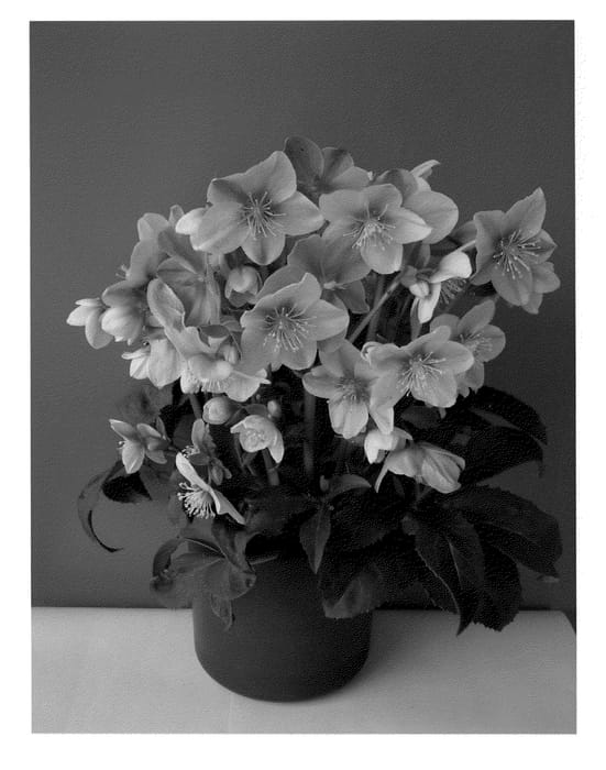 Figure 1 of US plant patent PP22348, the photograph of COSEH 830 printed in the patent.