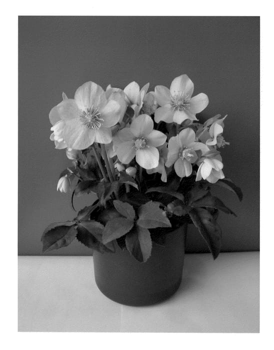Figure 1 of US plant patent PP22349, the photograph of COSEH 840 printed in the patent.