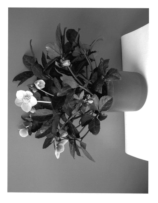 Figure 1 of US plant patent PP22350, the photograph of COSEH 810 printed in the patent.