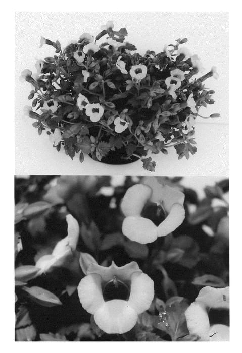 Figure 1 of US plant patent PP22351, the photograph of Sunrekodou printed in the patent.