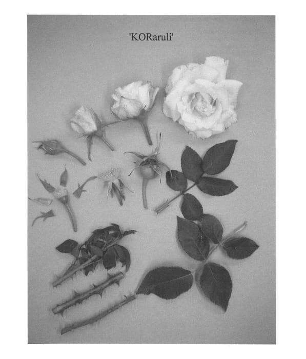 Figure 1 of US plant patent PP22352, the photograph of KORaruli printed in the patent.