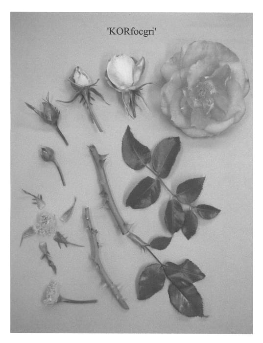 Figure 1 of US plant patent PP22353, the photograph of KORfocgri printed in the patent.