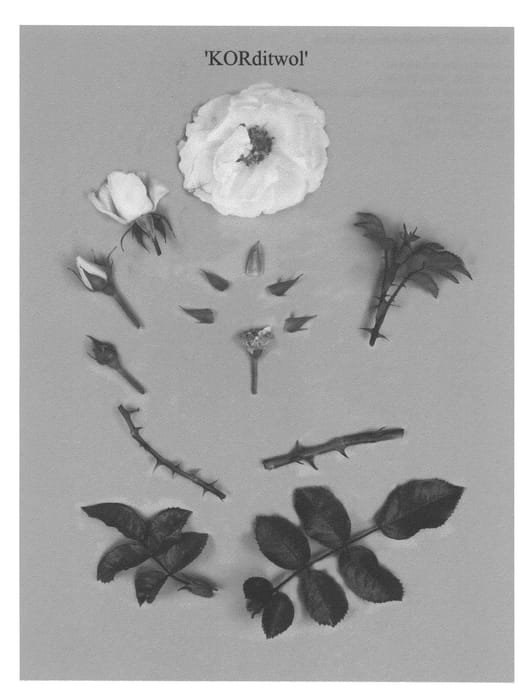 Figure 1 of US plant patent PP22354, the photograph of KORditwol printed in the patent.