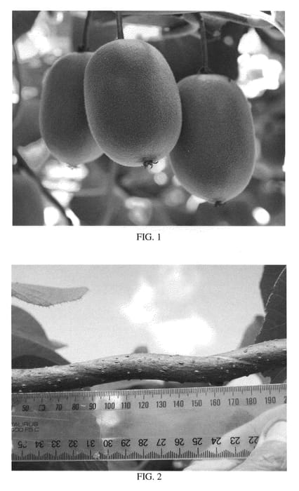 Figure 1 of US plant patent PP22355, the photograph of ZESY002 printed in the patent.