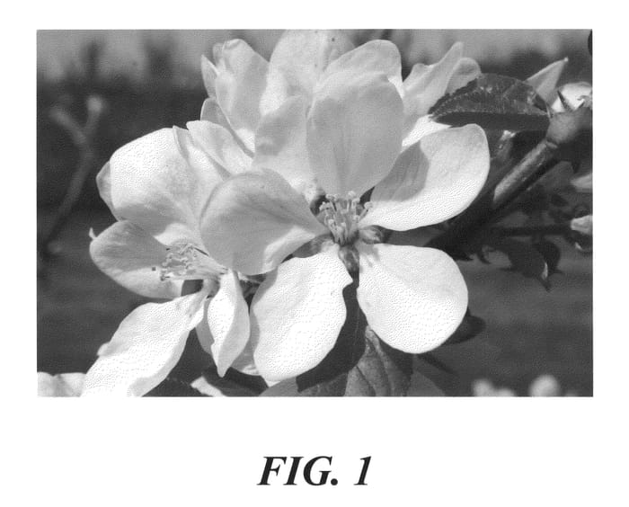 Figure 1 of US plant patent PP22356, the photograph of PremA17 printed in the patent.