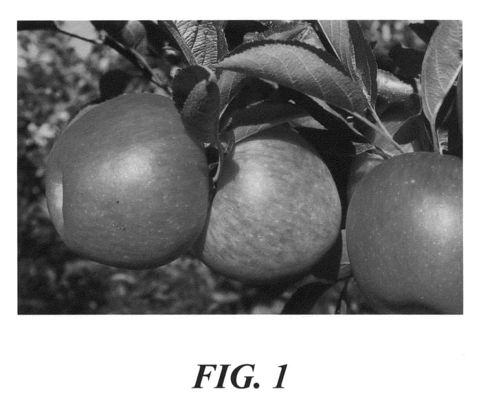 Figure 1 of US plant patent PP22357, the photograph of PremA193 printed in the patent.