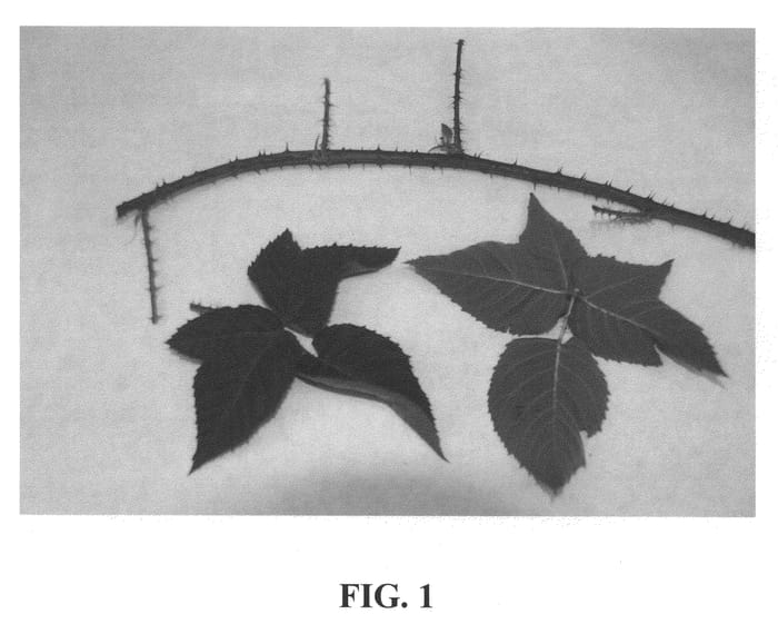 Figure 1 of US plant patent PP22358, the photograph of ONYX printed in the patent.