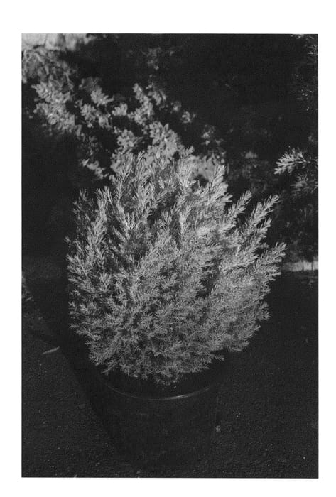 Figure 1 of US plant patent PP22359, the photograph of Minlem printed in the patent.