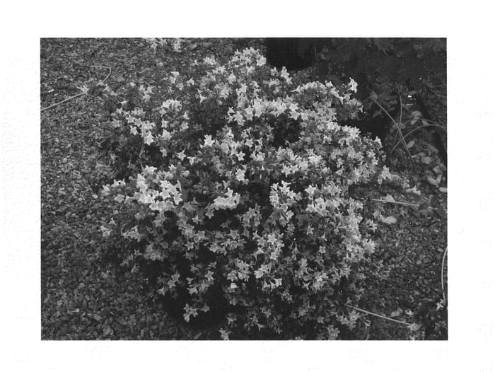 Figure 1 of US plant patent PP22360, the photograph of Minedward printed in the patent.