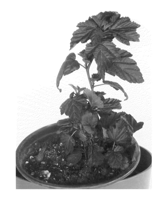 Figure 1 of US plant patent PP22361, the photograph of Podaras 1 printed in the patent.