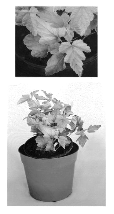 Figure 1 of US plant patent PP22362, the photograph of Podaras 3 printed in the patent.