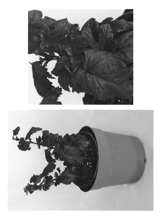 Figure 1 of US plant patent PP22363, the photograph of Podaras 2 printed in the patent.