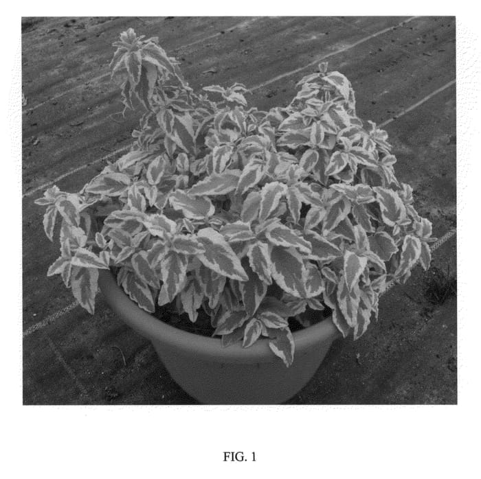 Figure 1 of US plant patent PP22364, the photograph of Dunnecis printed in the patent.