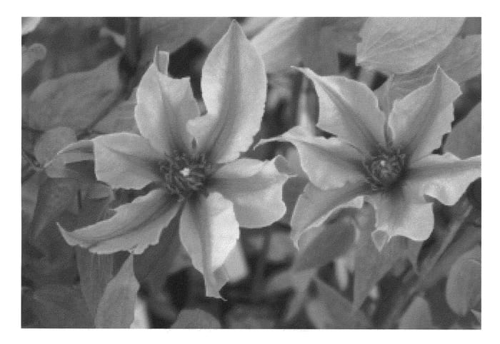 Figure 1 of US plant patent PP22365, the photograph of Cleminov 29 printed in the patent.