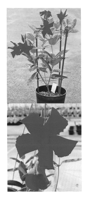 Figure 1 of US plant patent PP22366, the photograph of Sunparakama printed in the patent.