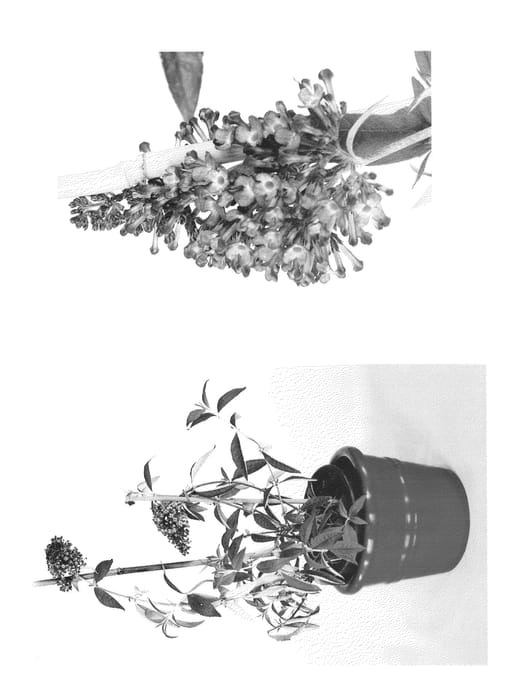 Figure 1 of US plant patent PP22367, the photograph of Podaras #14 printed in the patent.