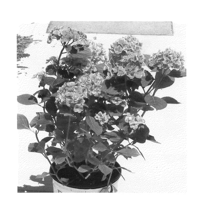 Figure 1 of US plant patent PP22368, the photograph of Horheart printed in the patent.