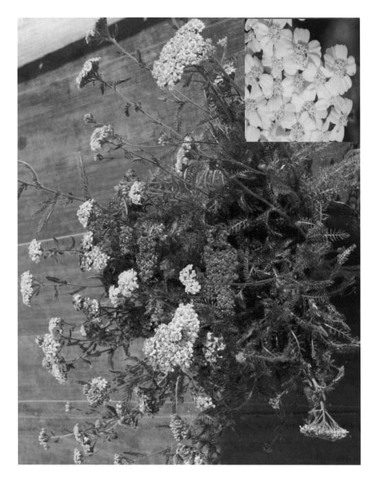 Figure 1 of US plant patent PP22369, the photograph of Desyel printed in the patent.