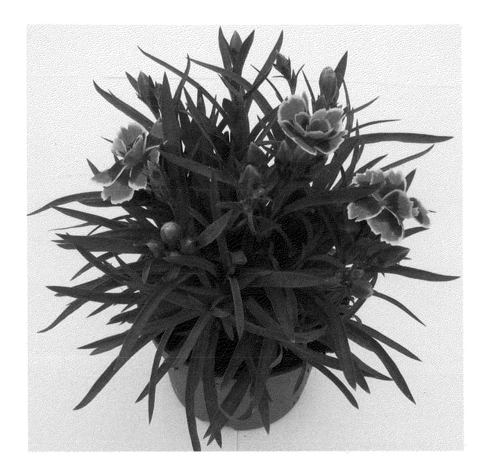 Figure 1 of US plant patent PP22370, the photograph of Koes printed in the patent.