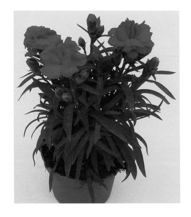 Figure 1 of US plant patent PP22371, the photograph of Hilcati printed in the patent.